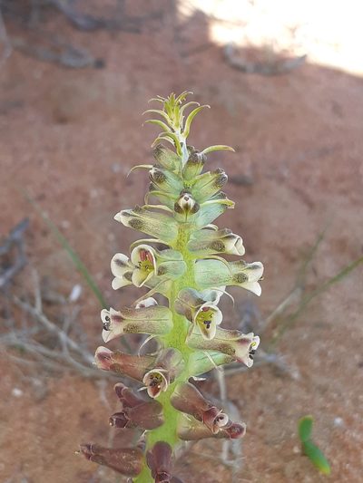 Lachenalia undulata, photographed by Brian du Preez