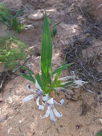Babiana scabrifolia, photographed by Brian du Preez