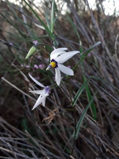 Walleria gracilis, photographed by Brian du Preez