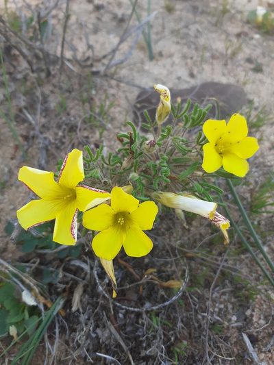 Oxalis pillansiana, photographed by Brian du Preez