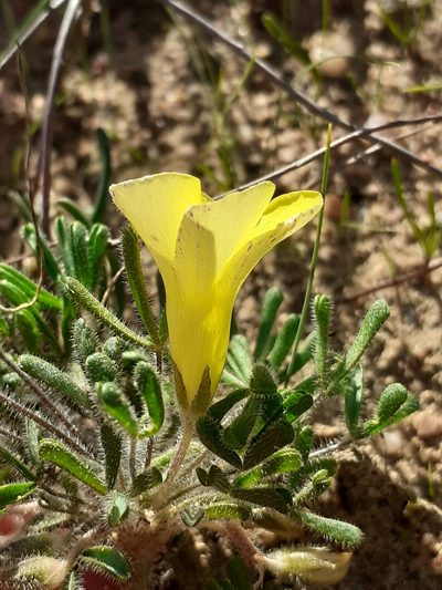 Oxalis pillansiana, photographed by Brian du Preez