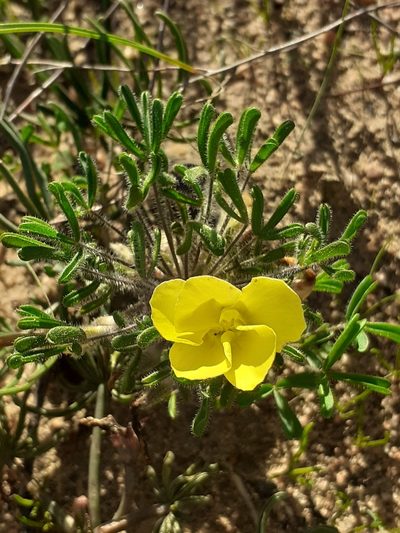 Oxalis pillansiana, photographed by Brian du Preez