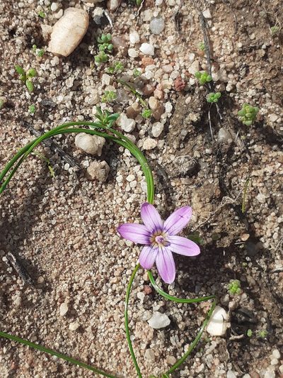 Romulea stellata, photographed by Brian du Preez