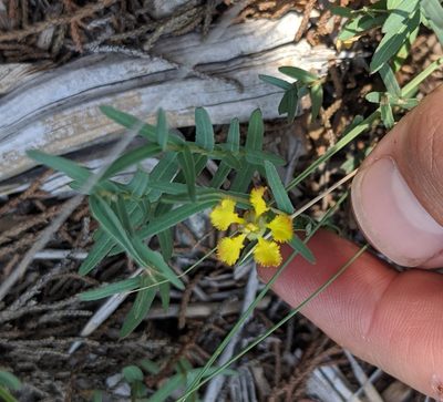 Aspicarpa hyssopifolia, photographed by Cleveland Powell