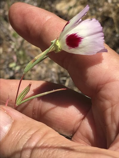 Clarkia speciosa, photographed by LJ Moore-McClelland