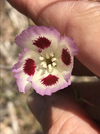 Clarkia speciosa, photographed by LJ Moore-McClelland