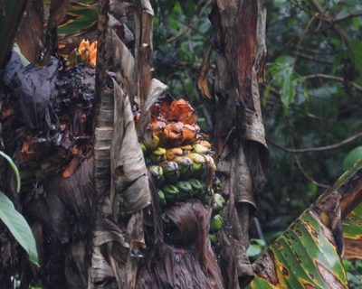 Ensete ventricosum, photographed by Grete Pasch