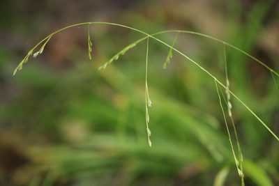 Festuca subverticillata, photographed by Quinten Wiegersma