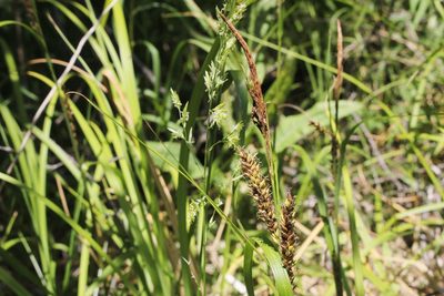 Carex hyalinolepis, photographed by Quinten Wiegersma