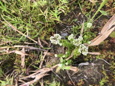 Mitreola sessilifolia, photographed by John Kees