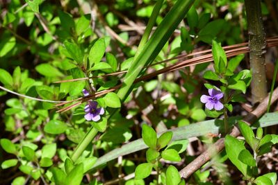 Dyschoriste capitata, photographed by Neptalí Ramírez Marcial