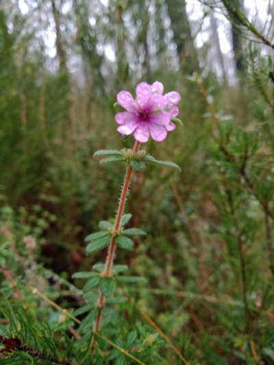 Bauera sessiliflora, photographed by Nina Kerr