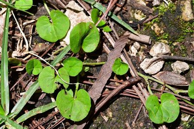 Dichondra sericea, photographed by Neptalí Ramírez Marcial