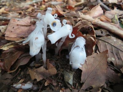 Monotropastrum humile, photographed by Marco Mussita