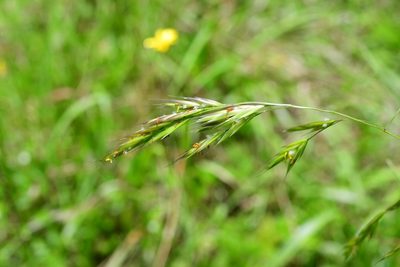 Bromus anomalus, photographed by Neptalí Ramírez Marcial