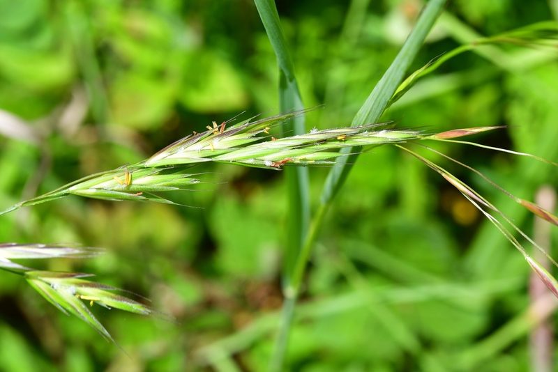 Bromus anomalus, photographed by Neptalí Ramírez Marcial