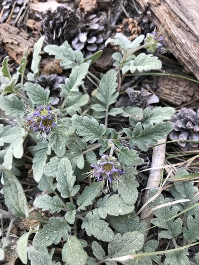 Phacelia hydrophylloides, photographed by Mike Heine
