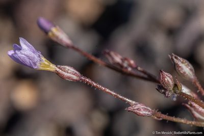 Gilia salticola, photographed by Tim Messick