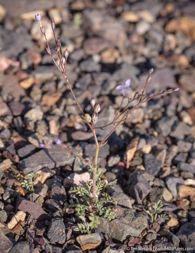 Gilia salticola, photographed by Tim Messick