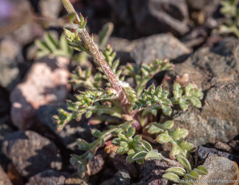 Gilia salticola, photographed by Tim Messick