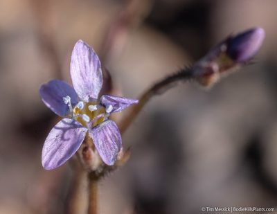 Gilia salticola, photographed by Tim Messick