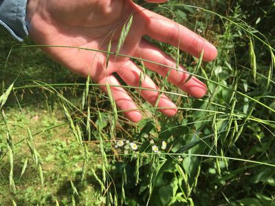 Bromus pubescens, photographed by botany08