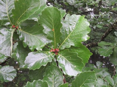 Quercus dentata, photographed by Marco Mussita