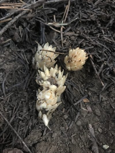 Pleuricospora fimbriolata, photographed by Mike Heine
