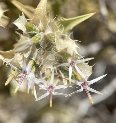 Hecastocleis shockleyi, photographed by Matt Berger