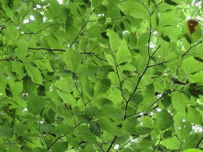 Fagus crenata, photographed by Marco Mussita