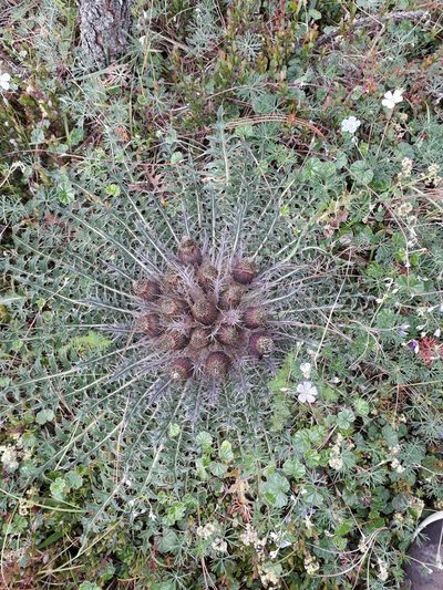 Cirsium skutchii, photographed by Saban-Sequén, E.A.