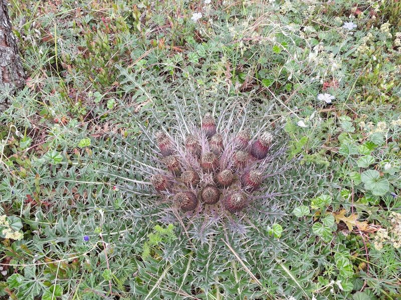 Cirsium skutchii, photographed by Saban-Sequén, E.A.