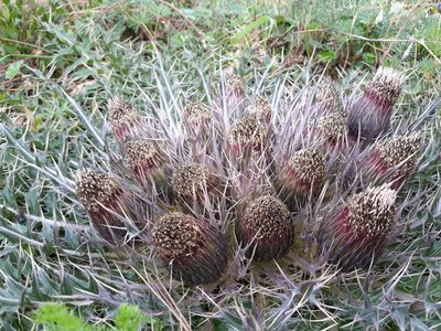 Cirsium skutchii, photographed by Saban-Sequén, E.A.