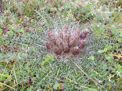 Cirsium skutchii, photographed by Saban-Sequén, E.A.