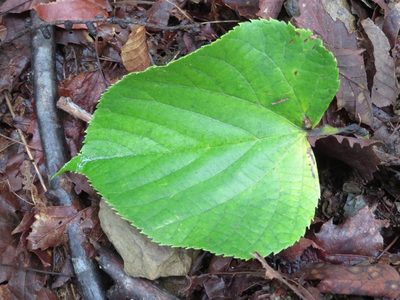 Tilia japonica, photographed by Marco Mussita