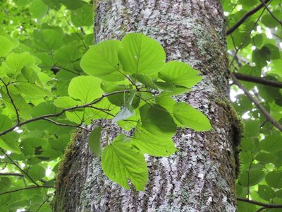 Tilia japonica, photographed by Marco Mussita