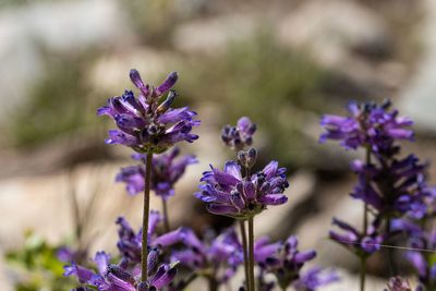 Penstemon heterodoxus, photographed by Jeremiah Degenhardt