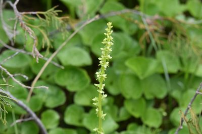 Platanthera stricta, photographed by Braden J. Judson