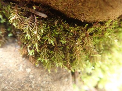 Oligotrichum aligerum, photographed by Randal