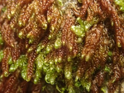 Calliergonellopsis dieckii, photographed by Randal