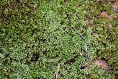 Rhizomnium nudum, photographed by Braden J. Judson