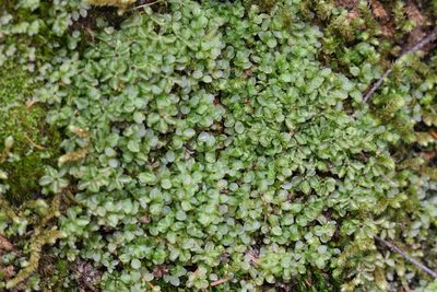 Rhizomnium nudum, photographed by Braden J. Judson