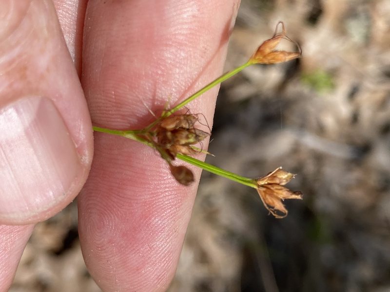Rhynchospora grayi, photographed by Alan Weakley