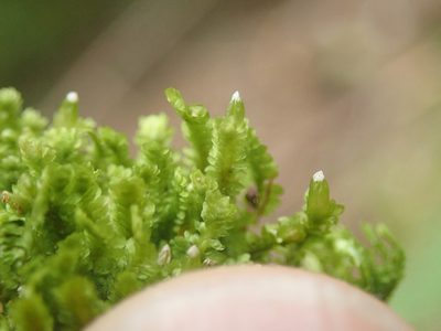 Diplophyllum taxifolium, photographed by Randal