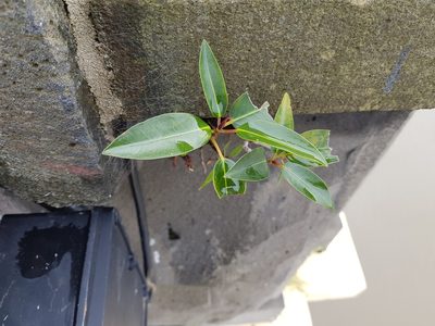 Ficus macrophylla, photographed by Lek Khauv