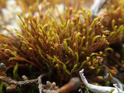 Schistidium papillosum, photographed by Randal