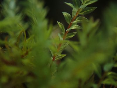 Pohlia cruda, photographed by Randal