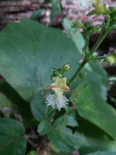 Collinsonia anisata, photographed by Will McFarland