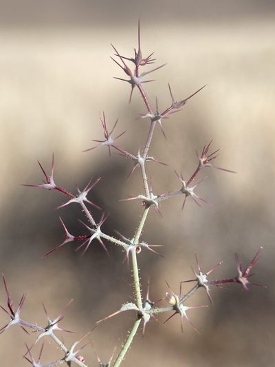 Oxytheca watsonii, photographed by Matt Berger