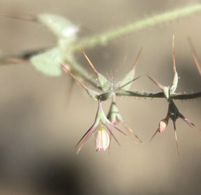 Oxytheca watsonii, photographed by Matt Berger
